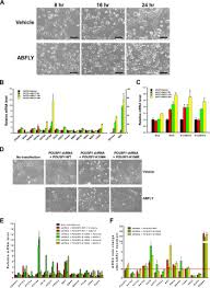 8 x.250 loop cutting vehicle detector joint beveling & traffic lines. Site Specific Disruption Of The Oct4 Sox2 Protein Interaction Reveals Coordinated Mesendodermal Differentiation And The Epithelial Mesenchymal Transition Journal Of Biological Chemistry