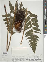 Image result for Blotiella currorii