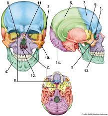 Ask questions and get answers from people sharing their experience with calcium. Skull Bones Quiz Cranial And Facial Bones