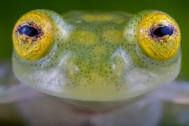 Image result for glass frog