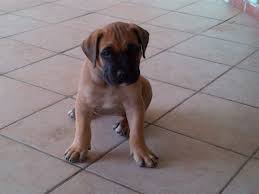 Black Boerboel Puppies For Sale In Durban Boerboel Pups For Sale Durban Boerboel Puppies Dog Breeders Gallery