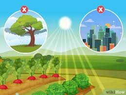 Consider different garden types, prepare your garden plot and tools, select your seeds and plants, and then plant your garden. How To Plant Your First Garden With Pictures Wikihow