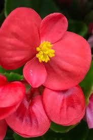 Wax Begonia How To Grow And Care For Wax Begonias Flowers Amazing Flowers Beautiful Flowers