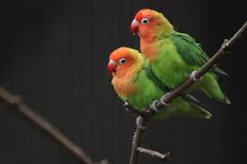 Image result for tbn:ED285OK8yRCGdM::www.hawanaajd.com/backgd/data/media/4/Wallpapers_-_Parrots_-_01.jpg