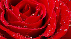 Pink rose wallpaper in hd for mobile. 3d Hd Roses Wallpapers Top Free 3d Hd Roses Backgrounds Wallpaperaccess