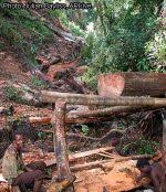 Image result for Widdringtonia whytei