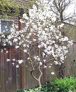 Fragrant flowering trees zone 4. Midwest Gardening Trees Index