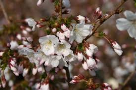 Zwergkirsche Brilliant Kurilenkirsche Brilliant Prunus Kurilensis Brilliant Baumschule Horstmann Pflanzen Gartenboden