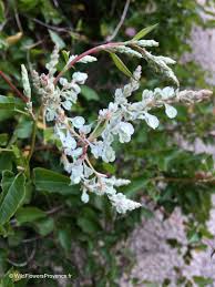 Image result for Fallopia