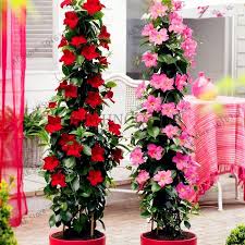 100pcs Bag Mandevilla Sanderi Dipladenia Sanderi Seeds Potted Balcony Bonsai Flower Potted Plant Seeds For Home Garden M In 2021 Container Flowers Plants Flower Pots