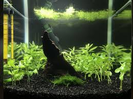Nano Beta Akvaryumu Gubre Onerisi