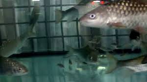 We did not find results for: Super Red Malaysian Mahseer Ikan Kelah Merah Bara By Fishery Online Store