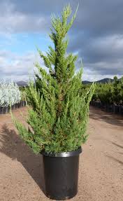 Image result for Juniperus