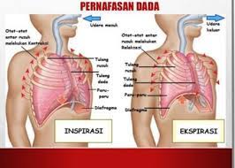 Maybe you would like to learn more about one of these? Pernapasan Dada Dan Perut Pengertian Mekanisme Dan Volumenya