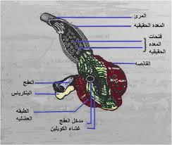 الجهاز الهضمي ألموقع ألعربي ألتعليمي للدواجن