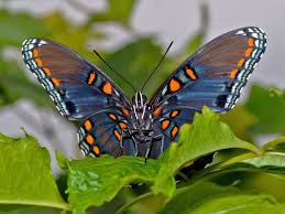 Pin On Butterflies Moths Ladybugs And Dragonflies