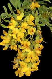 Image result for Calpurnia aurea