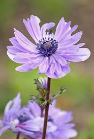 Anemone Flower Pictures Flower Lover Beautiful Flowers