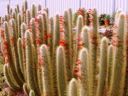 Don't water your cactus plant on a set schedule, or you risk watering the plant too often. How To Grow And Care For Cleistocactus World Of Succulents Cactus Flower Cactus Succulents