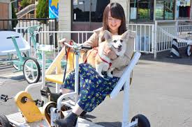 犬連れOKな伊豆の観光スポット10選。愛犬と一緒に思い出を作ろう | たびらい観光情報