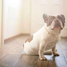 Why Is My Adult Dog Suddenly Going To The Bathroom In The House