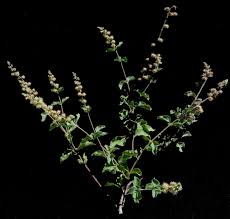 Image result for Pupalia grandiflora