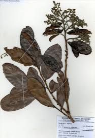 Image result for Maranthes