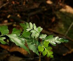Image result for Asplenium blastophorum