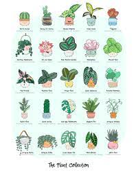 You won't need to blast this one with full sun: A Chart Of Common Houseplants And Their Botanical Names Coolguides