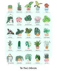 You won't need to blast this one with full sun: A Chart Of Common Houseplants And Their Botanical Names Coolguides