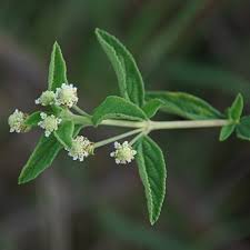 Image result for Lippia woodii