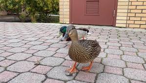 an adorable video of the ducks from @cameron.getz almost forgot about this  one but it’s adorable! 🦆 happy week 8 almost week 9 everyone :)