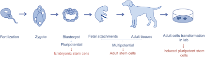 What is stem cell therapy? Mesenchymal Stem Cells Therapy In Companion Animals Useful For Immune Mediated Diseases Bmc Veterinary Research Full Text