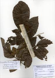 Image result for Eriocoelum