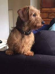 Pedigree Mini Wire Haired Dachshund Puppy Bedale North Yorkshire Pets4homes Wirehaired Dachshund Puppy Wire Haired Dachshund Dachshund Puppy