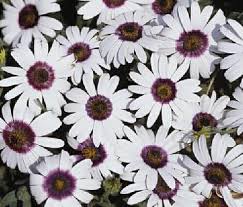 Image result for Dimorphotheca