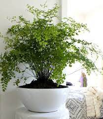 Tips On Growing Maidenhair Ferns Easyindoorhouseplants Plants Growing Plants Indoors Indoor Plants