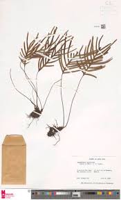 Image result for Zygophlebia