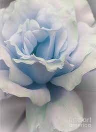 Pin By Roxette On Roses Light Blue Roses Blue Roses Beautiful Flowers