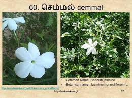 99 Tamil Flowers Kurunjipaatu Flowers 51 60 With Images Flower Names Flowers Coconut Flower