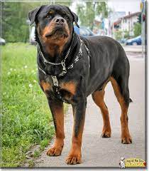 Pongo - Rottweiler - April 20, 2015