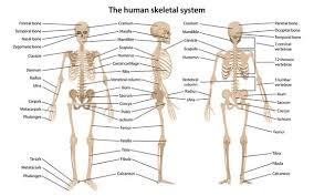 Search for instant quality results at helping.com. The Systems Of Our Body Skeletal By Sahasra Pokkunuri Beingwell Medium