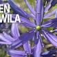 Green Tukwila Day, The Great Camas Planting event image
