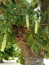 Image result for Phytolacca dioica