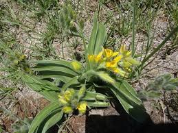 Image result for Hypoxis monanthos