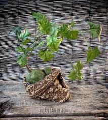 Image result for Corallocarpus triangularis