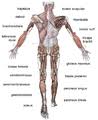 Almost every movement in the body is the outcome of muscle contraction. Category Anatomy Of The Human Muscular System Wikimedia Commons