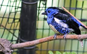 Black Bird With White Spots On Wings And Tail Pin On Birds