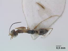 Image result for Gonatopus