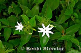 Image result for Jasminum multiflorum